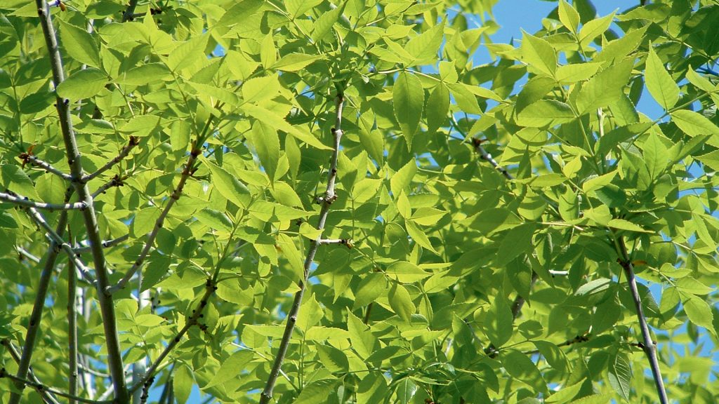Verdure